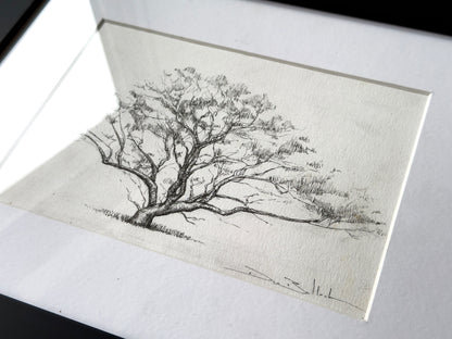 Tree of a Thousand Flying Foxes