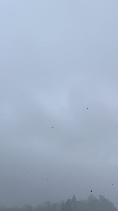 Flock Fleeing the Thunder, Kintamani